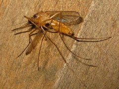 Culex pipiens pallens