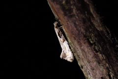 Crypsitricha pharotoma