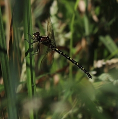 Synthemis eustalacta