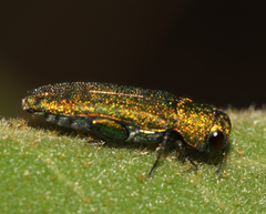 Agrilinae