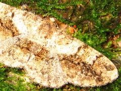 Satoblephara parvularia