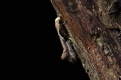 Crypsitricha pharotoma