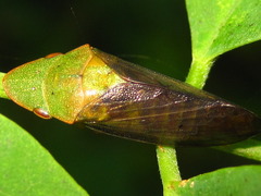 Neotituria kongosana