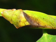 Neotituria kongosana