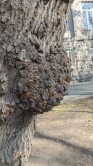 Agrobacterium radiobacter