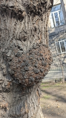 Agrobacterium radiobacter