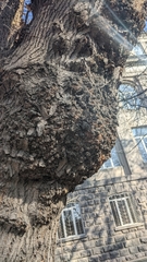 Agrobacterium radiobacter