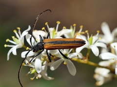 Stenoderus suturalis