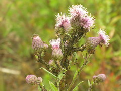 Aphis fabae