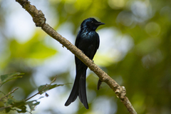 Dicrurus aeneus