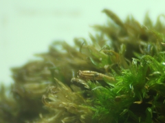 Ulota crispula