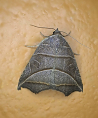 Gonelydna acutangula