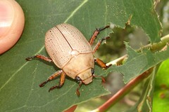 Anoplognathus