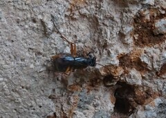 Auplopus mellipes