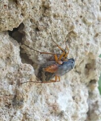 Auplopus mellipes