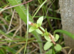 Gratiola sexdentata