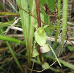 Gratiola sexdentata