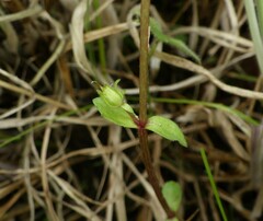 Gratiola sexdentata