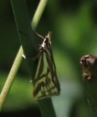 Hednota pleniferellus