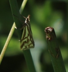 Hednota pleniferellus