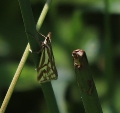 Hednota pleniferellus