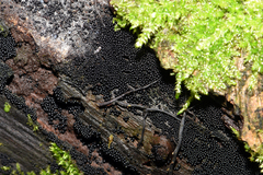 Ruzenia spermoides