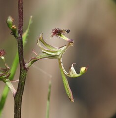 Arthrochilus prolixus