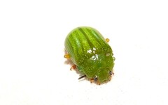 Calomela pallida