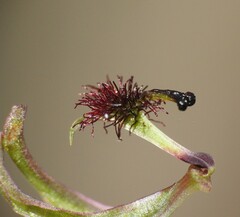 Arthrochilus prolixus