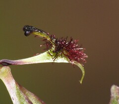 Arthrochilus prolixus