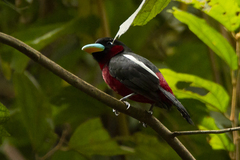 Cymbirhynchus macrorhynchos