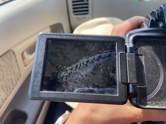 Periophthalmus variabilis