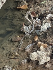 Periophthalmus variabilis