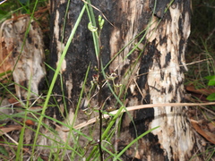 Arthrochilus prolixus