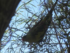 Polytelis anthopeplus