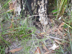 Arthrochilus prolixus