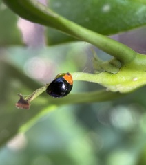 Exochomus nigripennis