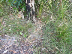 Arthrochilus prolixus