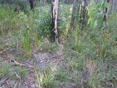 Arthrochilus prolixus