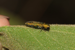 Agrilinae