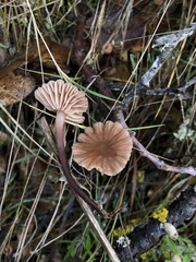 Mycetinis copelandii