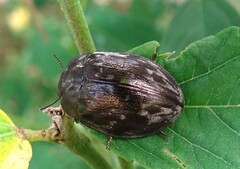Ospidus chrysomeloides