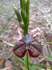 Cryptostylis erecta