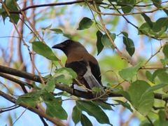 Dendrocitta formosae formosae