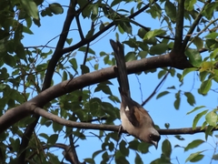Dendrocitta formosae formosae