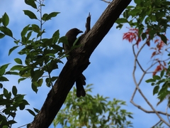 Dendrocitta formosae formosae