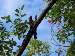 Dendrocitta formosae formosae