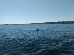 Arctocephalus pusillus