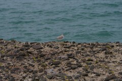 Charadrius marginatus