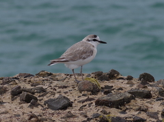 Charadrius marginatus